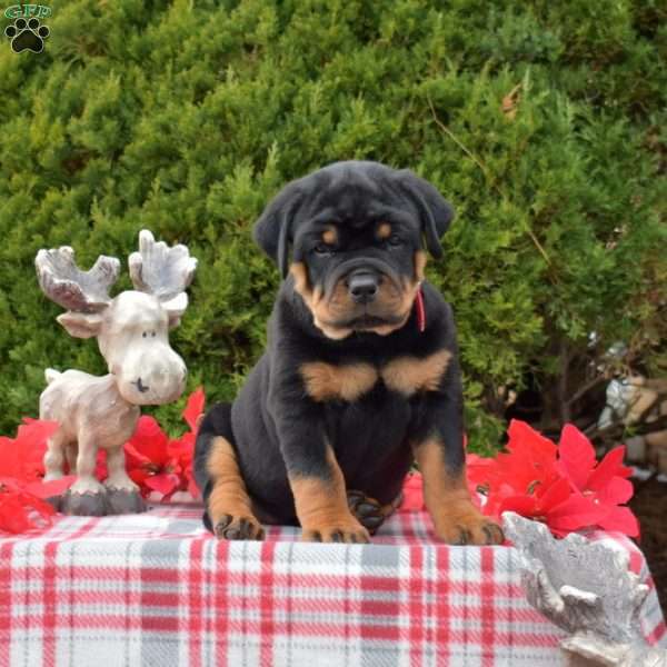 Latte, Rottweiler Puppy