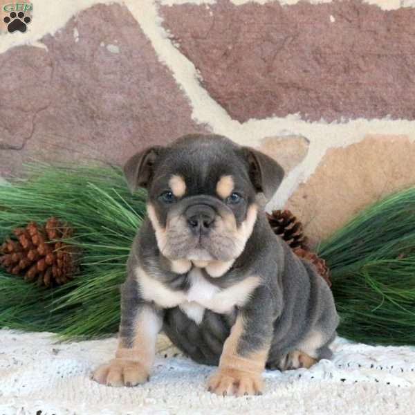 Latte, English Bulldog Puppy