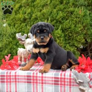 Latte, Rottweiler Puppy
