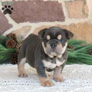 Latte, English Bulldog Puppy