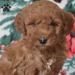 Latte, Mini Goldendoodle Puppy