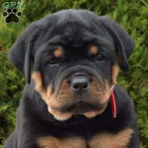 Latte, Rottweiler Puppy