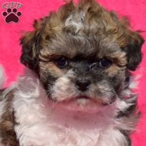 Latte, Teddy Bear Puppy