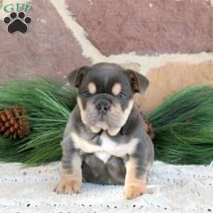 Latte, English Bulldog Puppy