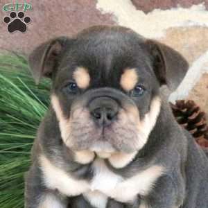 Latte, English Bulldog Puppy
