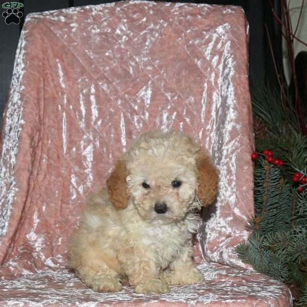 Laura, Miniature Poodle Puppy