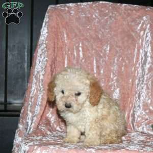 Laura, Miniature Poodle Puppy