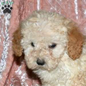 Laura, Miniature Poodle Puppy