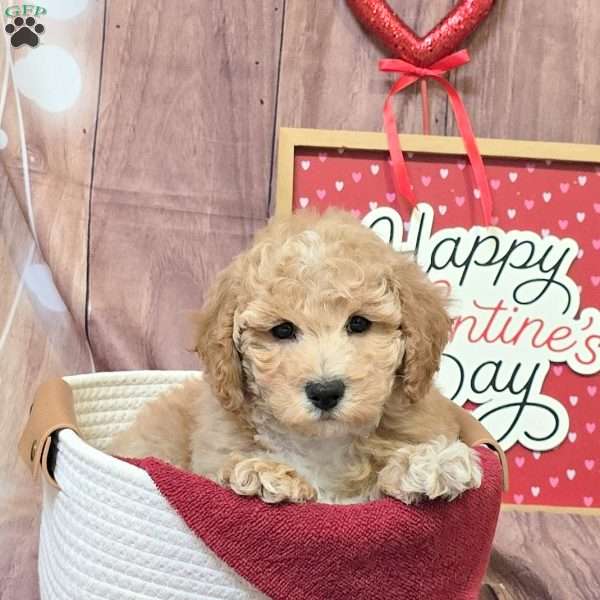 Lawson, Bich-Poo Puppy