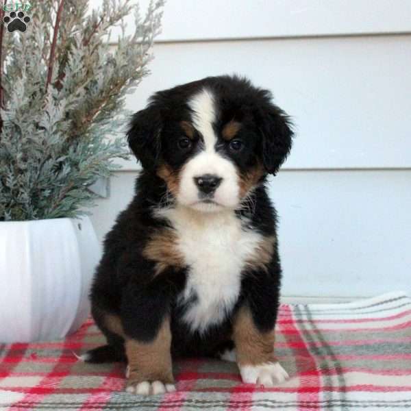 Layla, Bernese Mountain Dog Puppy