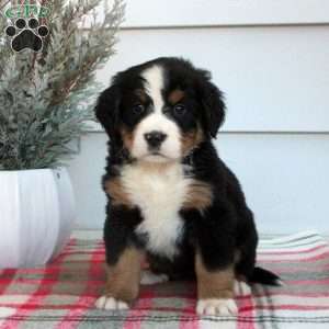 Layla, Bernese Mountain Dog Puppy