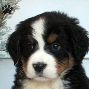 Layla, Bernese Mountain Dog Puppy