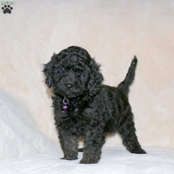 Layla Noelle, Cockapoo Puppy