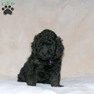 Layla Noelle, Cockapoo Puppy