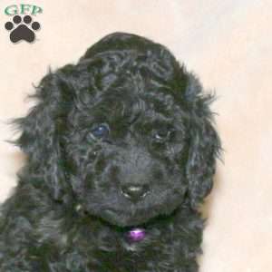 Layla Noelle, Cockapoo Puppy