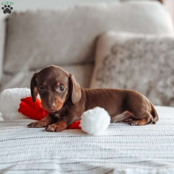 Layla, Dachshund Puppy