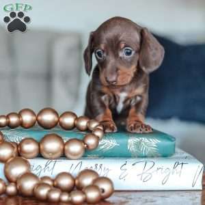 Layla, Dachshund Puppy