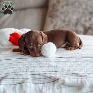 Layla, Dachshund Puppy