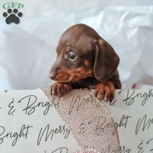 Layla, Dachshund Puppy