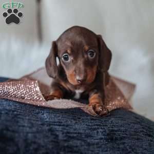 Layla, Dachshund Puppy