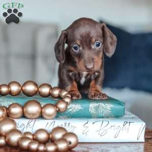 Layla, Dachshund Puppy