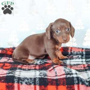 Layla, Dachshund Puppy