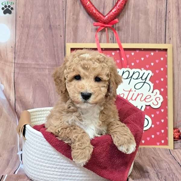 Lazer, Bich-Poo Puppy