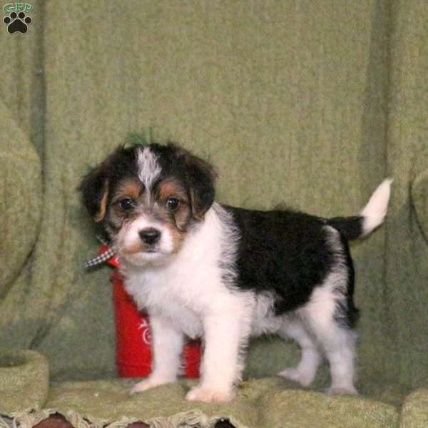 Legacy, Cavalier King Charles Mix Puppy
