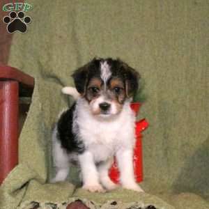 Legacy, Cavalier King Charles Mix Puppy