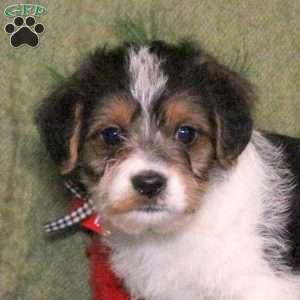 Legacy, Cavalier King Charles Mix Puppy