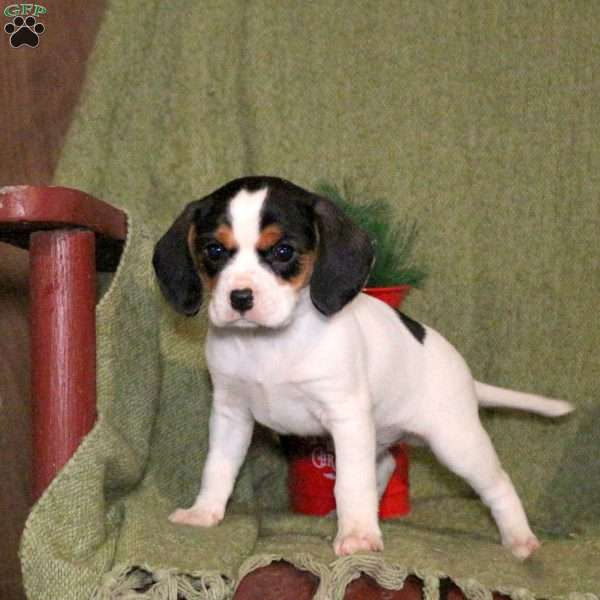 Legend, Cavalier King Charles Mix Puppy