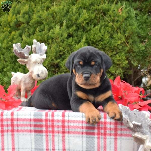 Legend, Rottweiler Puppy