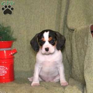 Legend, Cavalier King Charles Mix Puppy