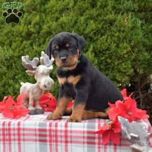 Legend, Rottweiler Puppy