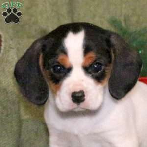 Legend, Cavalier King Charles Mix Puppy