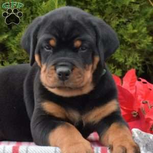 Legend, Rottweiler Puppy