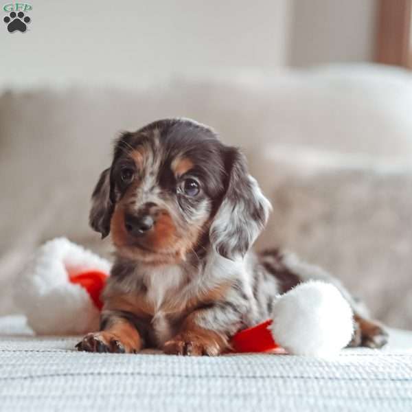 Legend, Dachshund Puppy