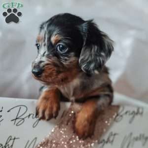 Legend, Dachshund Puppy