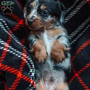 Legend, Dachshund Puppy