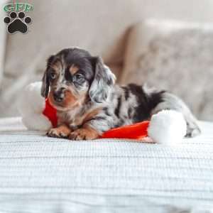 Legend, Dachshund Puppy
