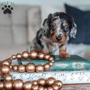 Legend, Dachshund Puppy