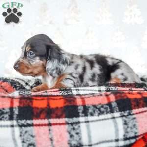 Legend, Dachshund Puppy