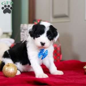 Leo, Sheepadoodle Puppy