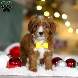 Leo, Cavapoo Puppy