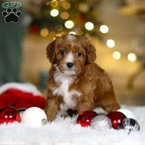 Leo, Cavapoo Puppy