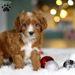 Leo, Cavapoo Puppy