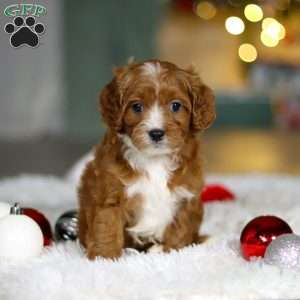 Leo, Cavapoo Puppy