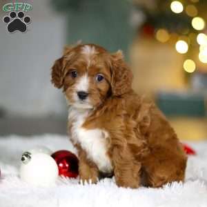 Leo, Cavapoo Puppy