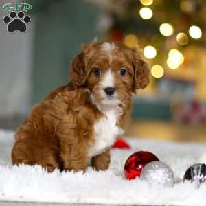 Leo, Cavapoo Puppy