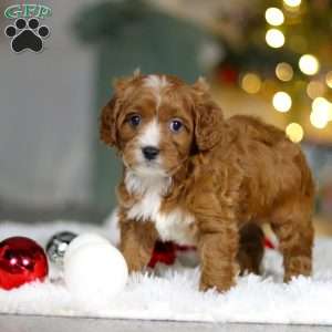 Leo, Cavapoo Puppy